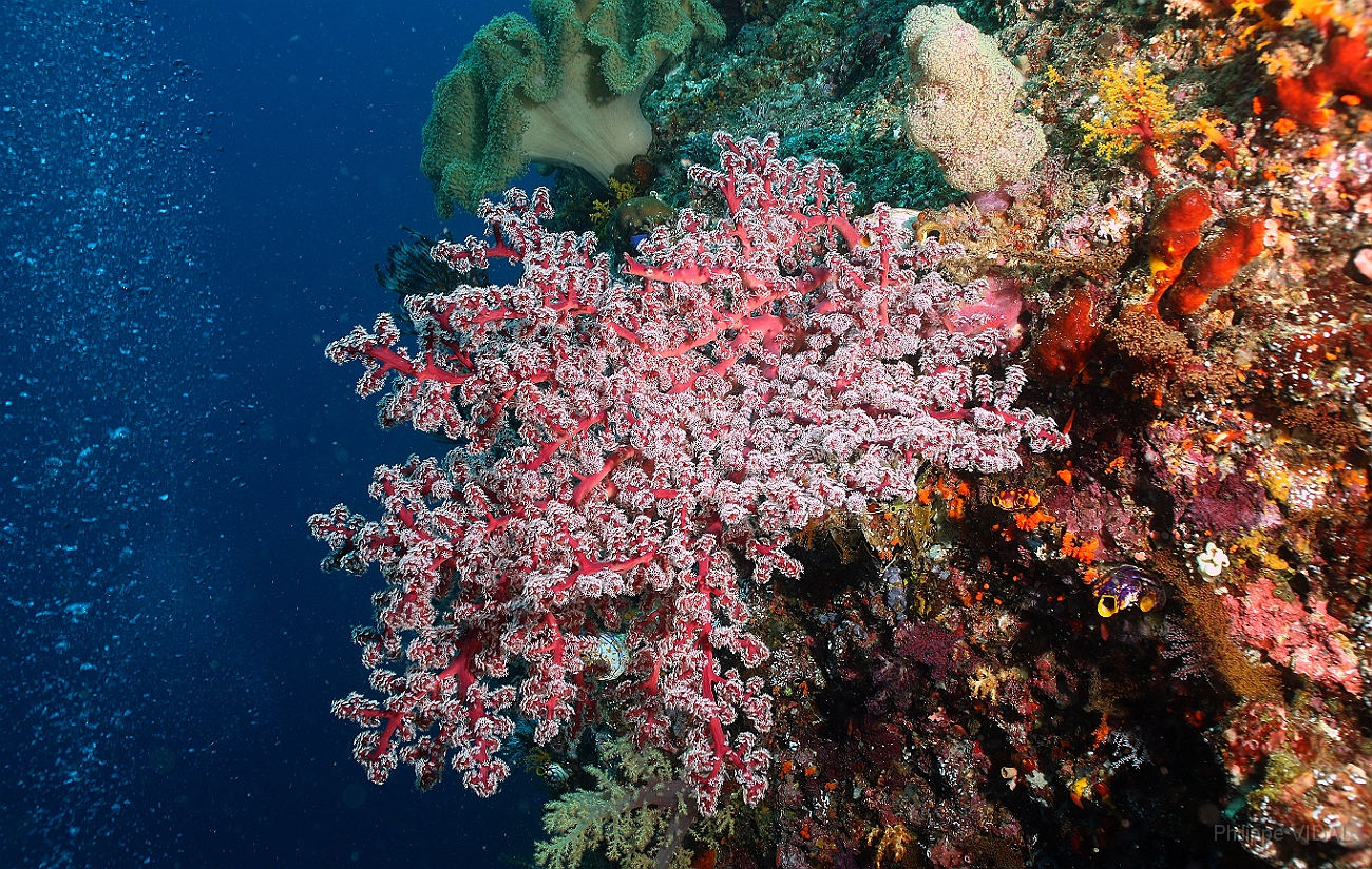 Raja Ampat 2016 - Corail - IMG_4121_rc.jpg